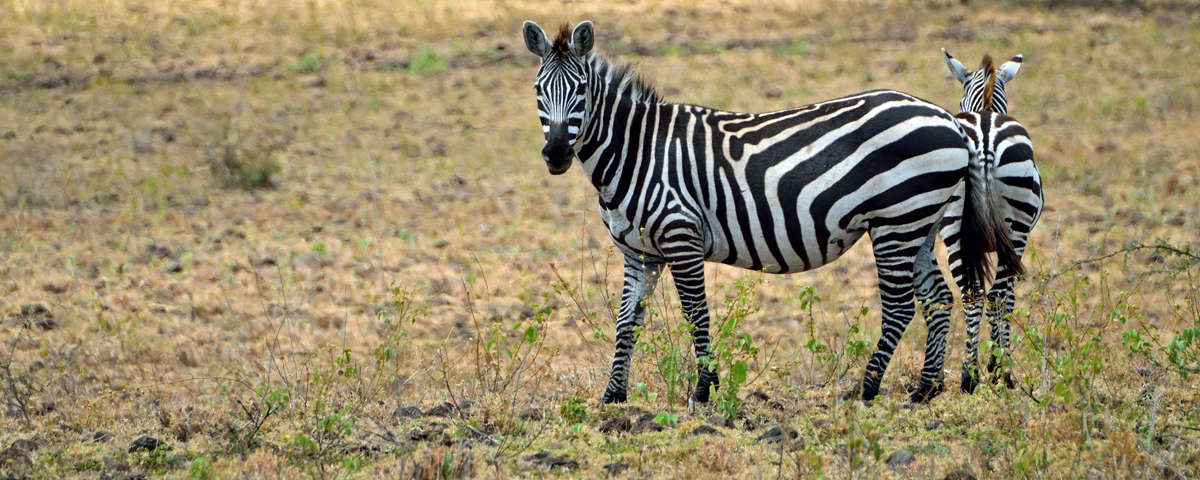 nechisar zebra
